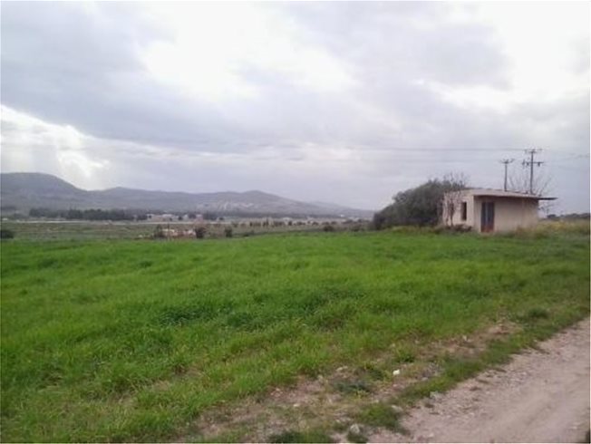 Αγροτική οδός προς Οινόη, θέση "Ραχήλι", στην κτηματική περιφέρεια Δήμου Σχηματαρίου Ν. Βοιωτίας